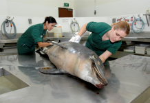 Warning we could lose our Burranan dolphins