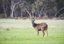 ‘Deer should be declared feral pest’, according to Senate report