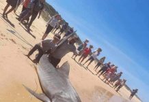 Shark activity expected