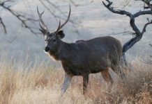Deer harvest exceeds 170,000
