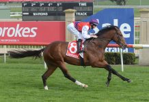 Sale winner earmarked for Derby run