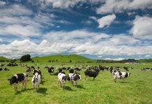 The VFF weighs in to council elections