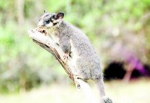 VicForests launches appeal