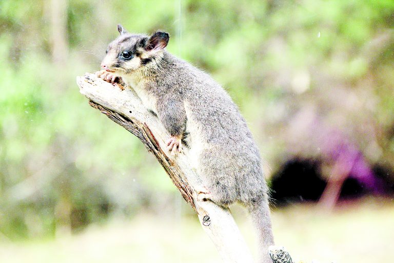 VicForests launches appeal