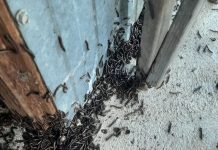 Some leggy pests are out in force