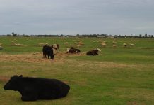 Mine opponents view farm plan with scepticism