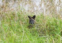 Sightseers are adding to stress of animals