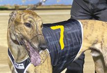Harper claims double at Sale greyhounds