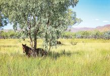 Wild horse advocates submit to corruption hearing