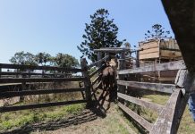 Rural Aid calls for better health funding