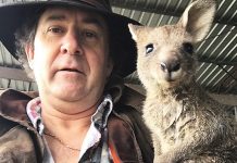 Joey rescued from rising floodwaters in Pearsondale