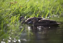 Duck season is set to open tomorrow