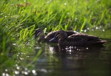 Illegal duck hunting reported locally