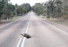 Call for wildlife signs on Briagolong Rd