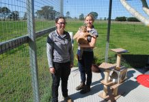 On the prowl for foster carers