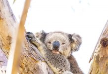 Concerns over Gippsland’s low koala numbers