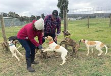 Retired greyhounds can make great pets