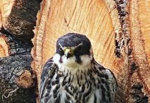 A bird in the hand for Sale wildlife rescuer