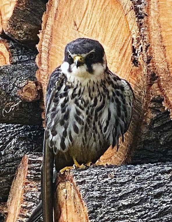 Birds of prey discount for sale