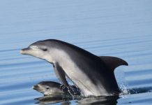 Fears for our Gippsland Lakes dolphins
