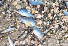 Fish Kill Draws Concern of Locals