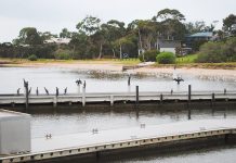 Bleak picture for native ducks