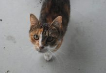 Cat curfew is now in place