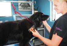 Maren’s dog grooming passion