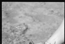 Fragile Earth on display at gallery