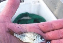 Record number of baby black bream in Gippsland Lakes