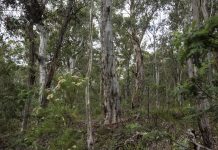 Plan ahead and stay safe visiting Gippsland’s expansive outdoors