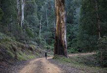 ‘Sick’ forest management must be overhauled: expert