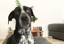 Victorians urged to be on high alert for illegal pet businesses