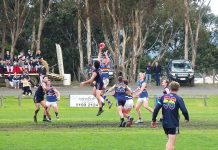 Dogs, Blues all tied up