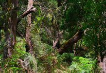Victoria State Emergency Service advice to bushwalkers