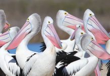 2022 Gippsland Lakes Great Pelican Count