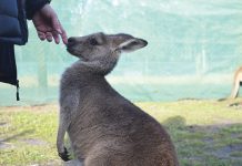 Harsh reality for wildlife shelters