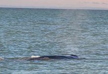 Whale makes a splash in Loch Sport