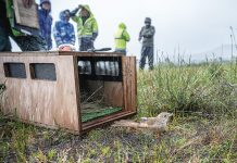 Endangered birds’ new home