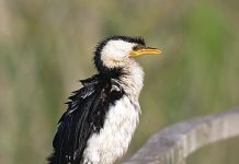 Bird of the month August edition