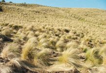 Time to check your property for serrated tussock