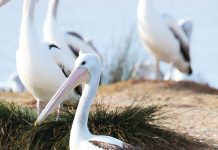 National Bird Week 2022