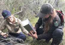 Pookila: masterful mice worth protecting