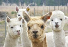Sale Alpaca Show this Sunday