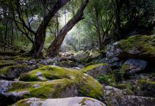 Protection for ‘at risk’ species in play by May