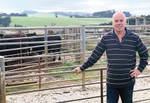 Steve Harrison and Stacey Lugsdin announced as WoolProducers Australia new leadership team