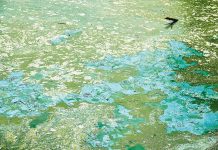 Blue-green algae in farm water supplies