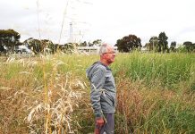 Stratford’s high grass a real eyesore