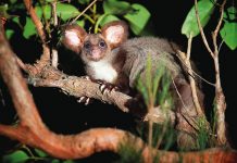Court ruling over gliders a blow to the forest industry