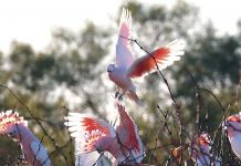 Statewide Conservation Plan